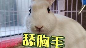 抖音网红小羊吃瓜是真的吗,真相还是炒作？